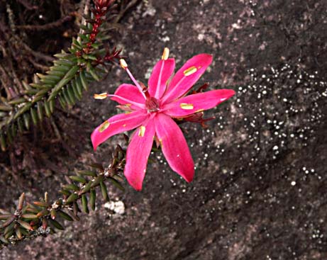 a wildflower on Roraima tepui